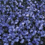 Lobelia erinus ‘Blue Cascade’