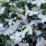 Lobelia erinus ‘White Cascade’