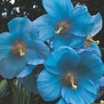 Meconopsis betonicifolia ‘Blue’