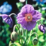 Meconopsis baileyi ‘Hensol Violet’