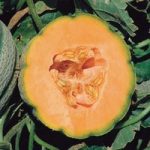 Melon ‘Orange Sherbert’ F1 Hybrid