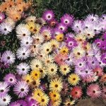 Mesembryanthemum criniflorum ‘Magic Carpet Mixed’