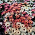 Mesembryanthemum ‘Sparkles Mixed’