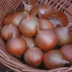 Onion ‘Hi Keeper’ F1 Hybrid
