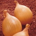 Onion ‘Ailsa Craig’ (Giant/Show Vegetable)
