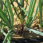 Onion ‘Ciboule Red Dragon’ (Bunching Onion)