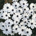 Osteospermum ‘Glistening White’