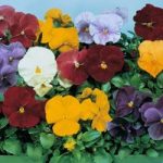 Pansy ‘Clear Crystal Mixed’