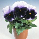 Pansy ‘Silver Wings’