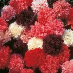 Poppy ‘Peony Flowered Mixed’ (Paeoniiflorum group)