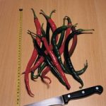 Chilli Pepper ‘Joe’s Long’ (Hot)