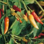 Chilli Pepper ‘Tabasco’ (Very Hot)