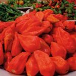 Chilli Pepper ‘Naga Jolokia’ (Very hot)