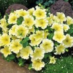 Petunia grandiflora ‘Limoncello’ F1 Hybrid