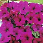 Petunia grandiflora pendula ‘Lady Purple’ F1 Hybrid