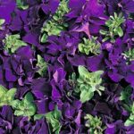 Petunia grandiflora ‘Double Cascade Blue’ F1 Hybrid