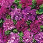 Petunia grandiflora ‘Double Cascade Burgundy Plum Vein’ F1 Hybrid
