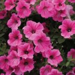 Petunia x hybrida ‘Rose Vein Velvet’ F1 Hybrid