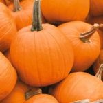 Pumpkin ‘Jack of All Trades’