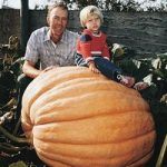Pumpkin ‘Dill’s Atlantic Giant’