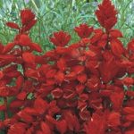 Salvia splendens ‘Red Arrow’