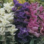 Salvia horminum ‘Claryssa Mixed’