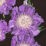 Scabious ‘House’s Novelty Mix’