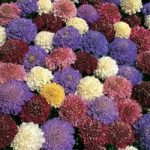 Scabious ‘Dwarf Double Mixed’