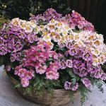 Schizanthus ‘Dwarf Bouquet Mixed’