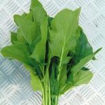 Spinach ‘Mikado’ F1 Hybrid