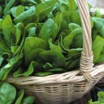 Spinach ‘Medania’