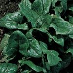 Spinach ‘Tetona’ F1 Hybrid