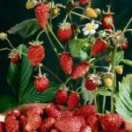 Strawberry ‘Mignonette’