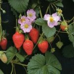 Strawberry ‘Florian’ F1 Hybrid (Everbearer/ All season)
