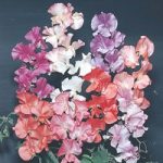 Sweet Pea ‘T&M Prize Strain Mixed’
