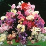 Sweet Pea ‘Floral Tribute’