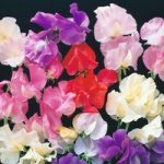 Sweet Pea ‘Bright and Breezy’