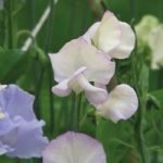 Sweet Pea ‘High Scent’