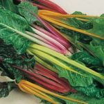 Swiss Chard ‘Five Colour Silverbeet’ – Heritage