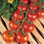 Tomato ‘Shirley’ F1 Hybrid