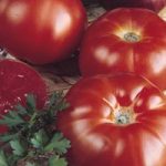Tomato ‘Super Marmande’