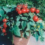 Tomato ‘Balconi Red’