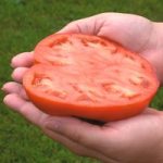 Tomato ‘Country Taste’ F1 Hybrid
