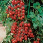 Tomato ‘Suncherry Premium’ F1 Hybrid