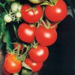 Tomato ‘Tamina’