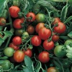 Tomato ‘Red Alert’