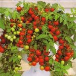 Tomato ‘Maskotka’