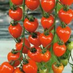 Tomato ‘Berry’ F1 Hybrid