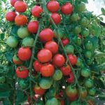 Tomato ‘Cherrola’ F1 Hybrid