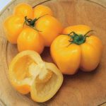 Tomato ‘Yellow Stuffer’ – Heritage